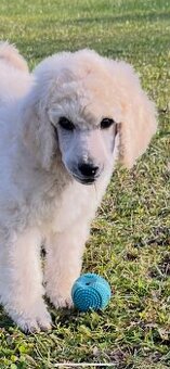 Pudl velký královský s PP - 2