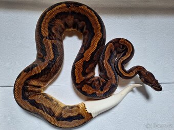 Krajta královská - 2