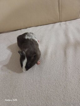 Daruji morčátka - 2