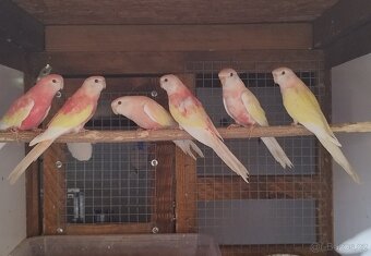 Neoféma Bourek rubino,lutino - 2