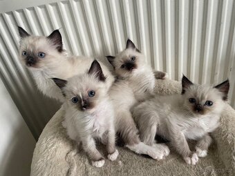 Kocourci Ragdoll bez pp - 2