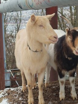 Prodej dojné kozy - 2