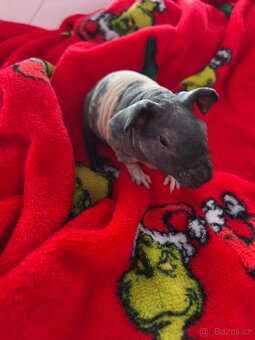 Skinny sameček miminko - 2