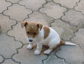 Jack Russel Terrier fenka bez PP - 2