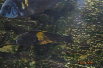 Tlamovci tropheus bemba - 2