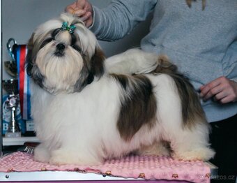 Štěňátka Shih-tzu s PP(shi-tzu, shihtzu) - 2