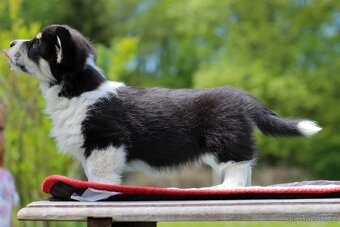 Welsh corgi pembroke s PP - 2