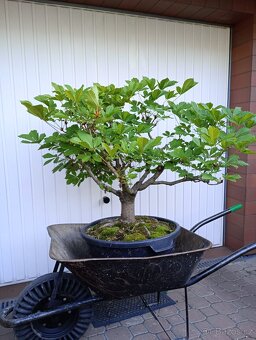 Jírovec maďal (kaštan) bonsai - 2