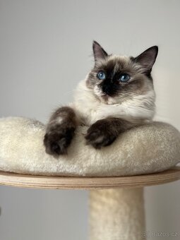 Ragdoll Kočička - 2