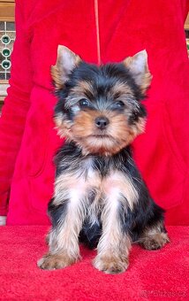 Yorkshire terrier s PP - psík - 2
