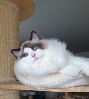 Ragdoll kocourek s PP, seal bicolor. - 2