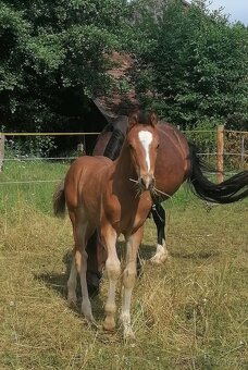 Hřebeček welsh part-bred po Hulst Curioso - 2