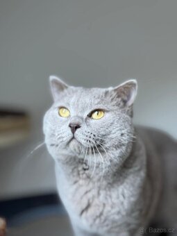 Britský lila kocour ke krytí - 2