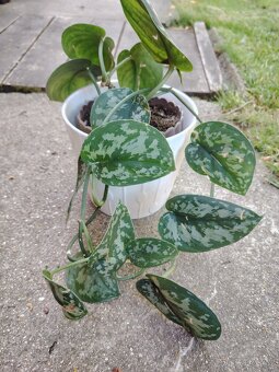 Pokojovky, oxalis - 2