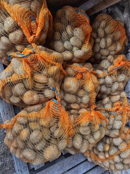 BRAMBORY na uskladnění ADÉLA - 2