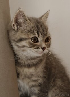 Britská modrá krátkosrstá kočka koťátko - 2