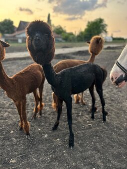 Lama alpaka - samice - 2