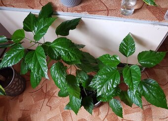 Větší ibišek, 2 ks - 2