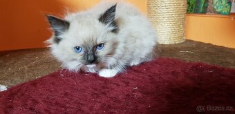 NABÍZIM Ragdolla - 2