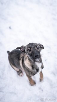 Anna - 4měsíční štěně, malá veselá holčička - 2