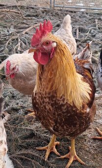 Poslední kohoutek - 2