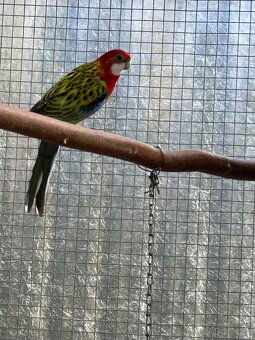 Rosela gold mantel - 2