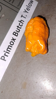 Primo x butch yelow (chilli paprička) semínka - 2