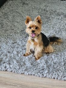 Jorksirsky teriér krytí - 2