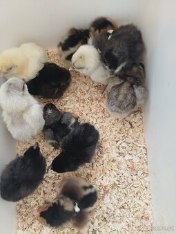 Prodám kuřátka - 2