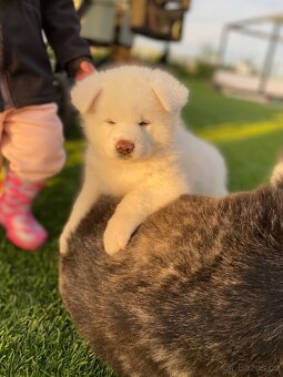 Akita inu s PP - 2