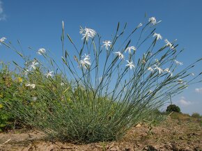 Hvozdík pozdní - Dianthus serotinus 600 semen 50 Kč - 2