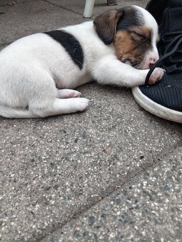 Jack russel teriér - 2