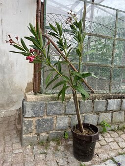 Oleander - 2