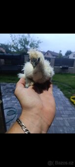 Kuřata hedvábnička velká bílá - 2