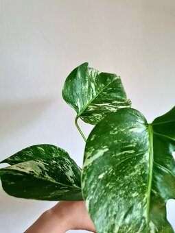 Monstera albo variegata - 2