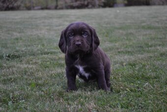 Německý křepelák - 2