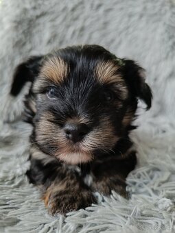 Jorkšírský teriér Yorkshire  s PP - 2