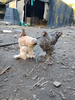 Prodám kohouta Bráhmanky velké - 2