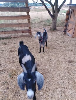 Kříženka anglonubijske kozy - 2