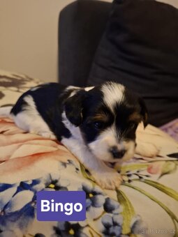 Biewer Yorkshire Teriér - 2