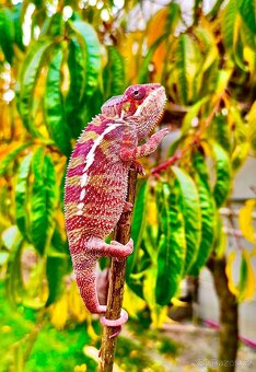 chameleon pardálí, terárium - 2