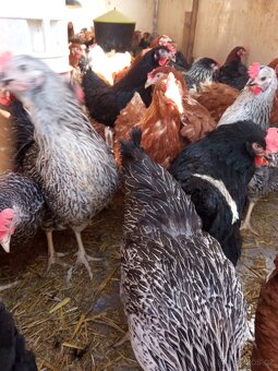 Nosné kuřice Dominant - 2