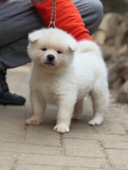 Akita Inu s průkazem původu - 2
