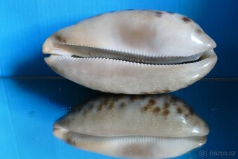 Cypraea testudinarea - 2