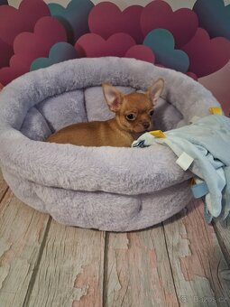 Chihuahua - Pes - 2