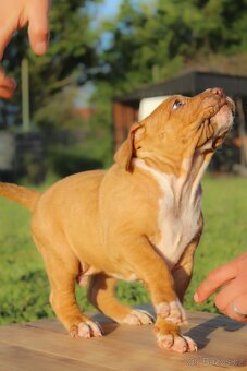 American Bully XL - 2