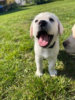 Labradorsky retrívr štěňata - 2
