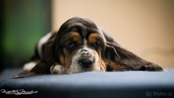 Basset Hound s PP - štěňata - 2