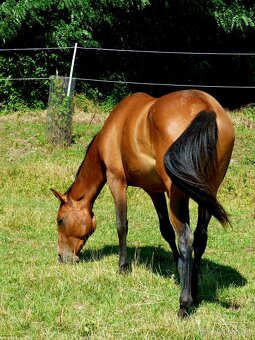 Quarter Horse 2,5 ročná kobylka - 2