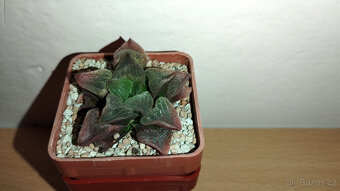 Haworthia Pygmaea "pink beauty" ( sukulent ) - 2